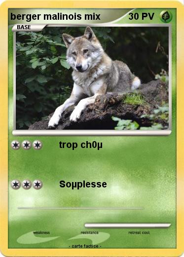 Pokemon berger malinois mix