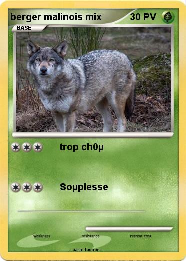 Pokemon berger malinois mix