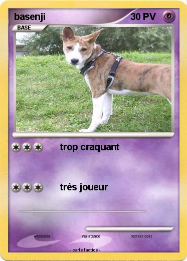 Pokemon basenji