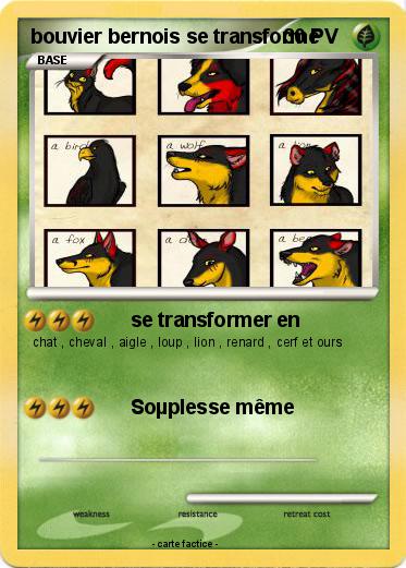 Pokemon bouvier bernois se transforme