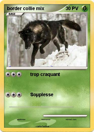 Pokemon border collie mix