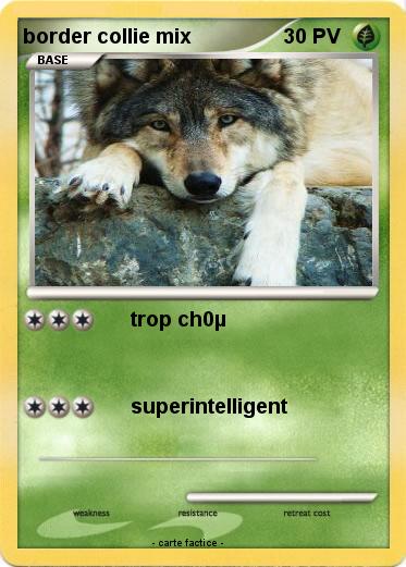 Pokemon border collie mix