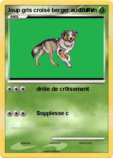 Pokemon loup gris croisé berger australien