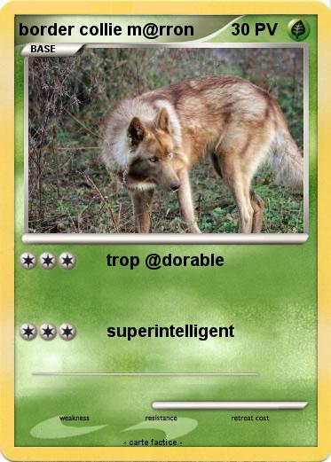 Pokemon border collie m@rron