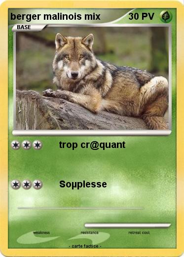 Pokemon berger malinois mix