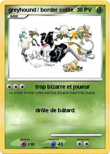 Pokemon greyhound / border collie