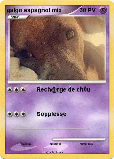 Pokemon galgo espagnol mix