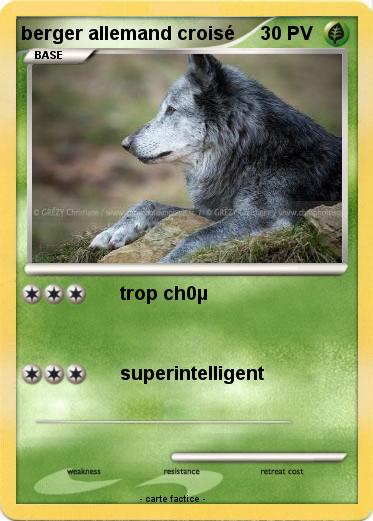 Pokemon berger allemand croisé