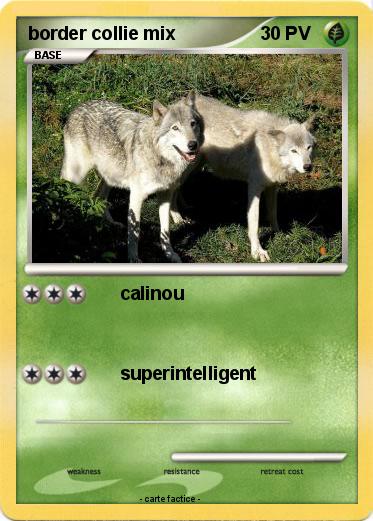 Pokemon border collie mix