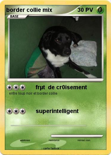 Pokemon border collie mix
