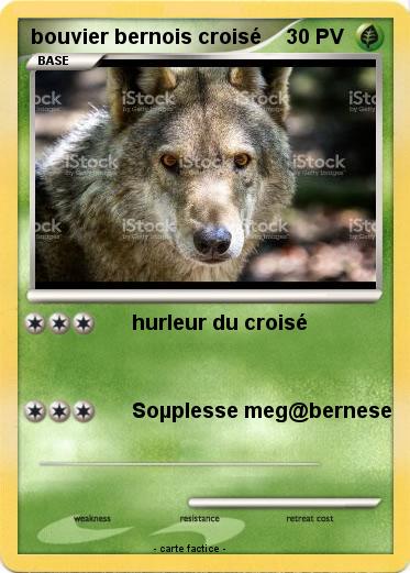 Pokemon bouvier bernois croisé