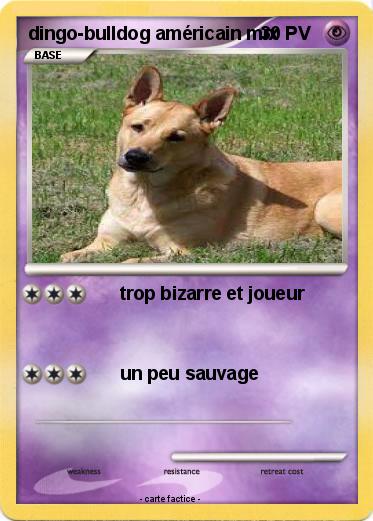 Pokemon dingo-bulldog américain mix