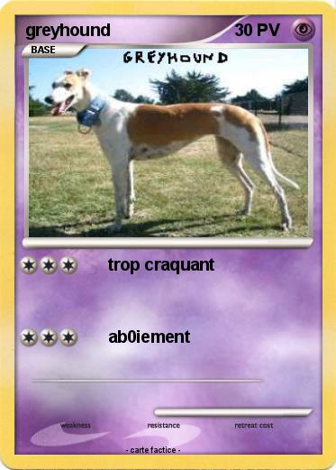 Pokemon greyhound