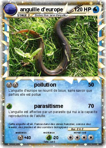 Pokemon anguille d'europe