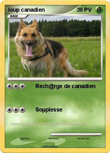 Pokemon loup canadien