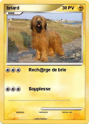 Pokemon briard