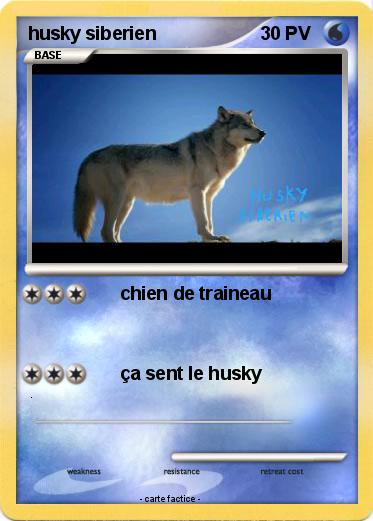Pokemon husky siberien