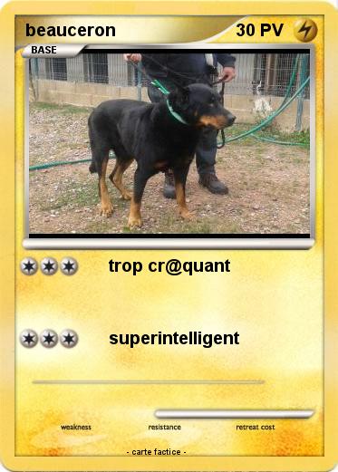 Pokemon beauceron