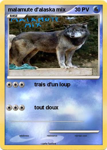 Pokemon malamute d'alaska mix