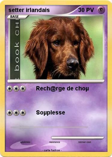 Pokemon setter irlandais