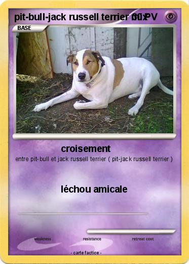 Pokemon pit-bull-jack russell terrier mix