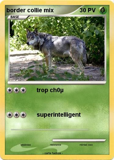 Pokemon border collie mix