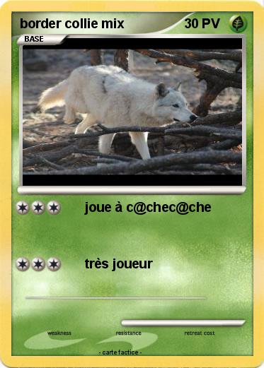 Pokemon border collie mix