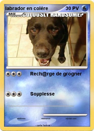 Pokemon labrador en colère