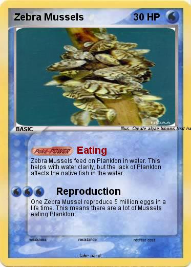 Pokemon Zebra Mussels