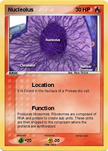 Pokemon Nucleolus