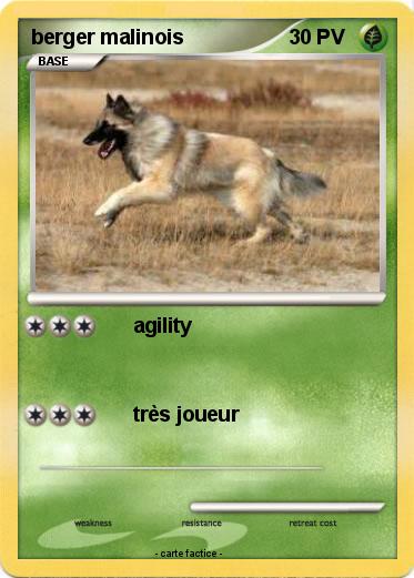 Pokemon berger malinois