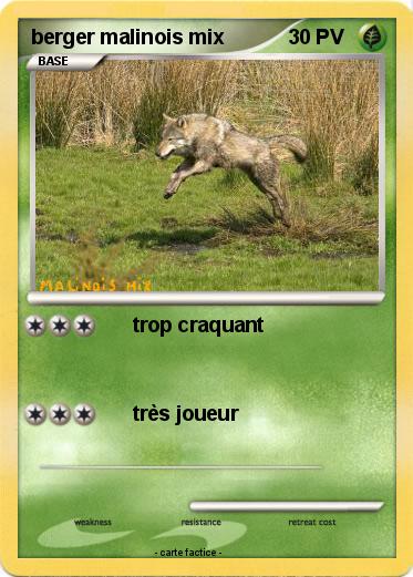 Pokemon berger malinois mix