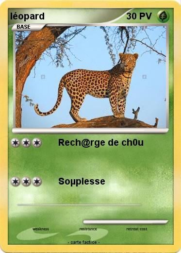 Pokemon léopard