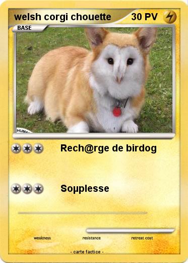Pokemon welsh corgi chouette