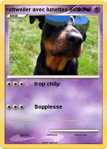 Pokemon rottweiler avec lunettes de soleil