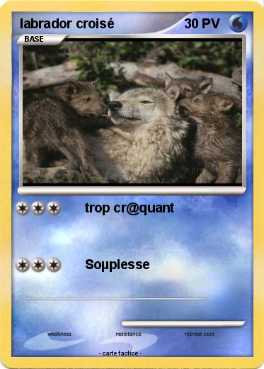 Pokemon labrador croisé