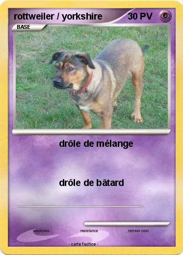 Pokemon rottweiler / yorkshire