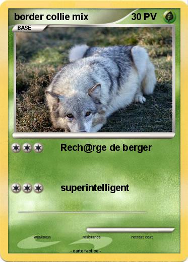 Pokemon border collie mix