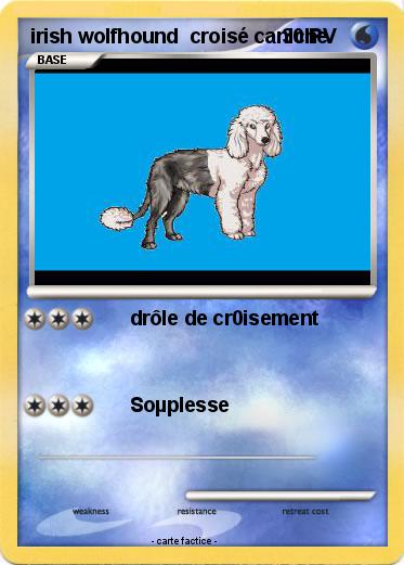 Pokemon irish wolfhound  croisé caniche