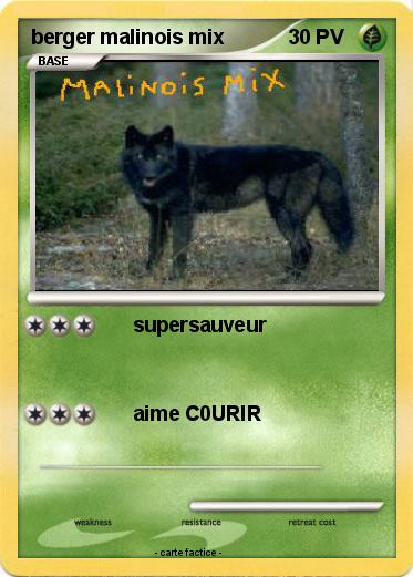 Pokemon berger malinois mix