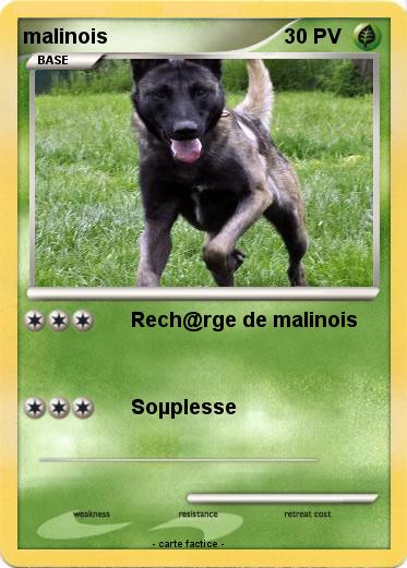 Pokemon malinois