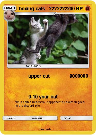 Pokemon boxing cats   2222222