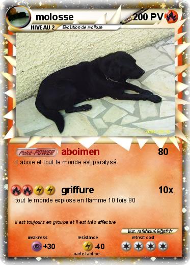 Pokemon molosse