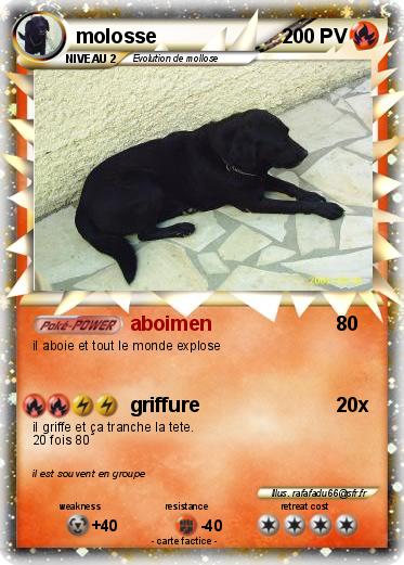 Pokemon molosse