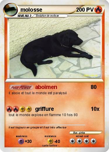 Pokemon molosse