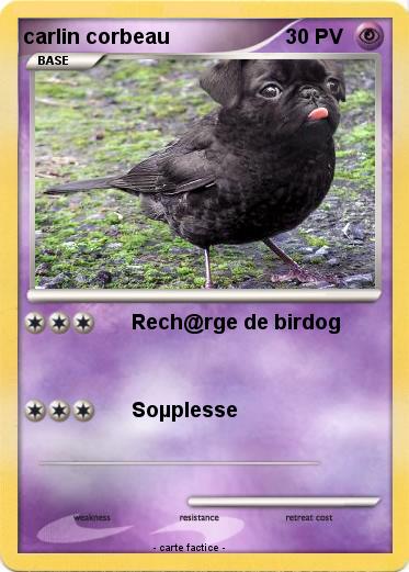 Pokemon carlin corbeau