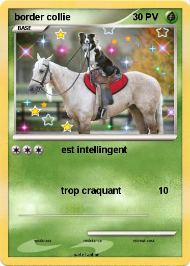 Pokemon border collie