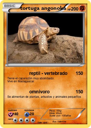 Pokemon tortuga angonoka