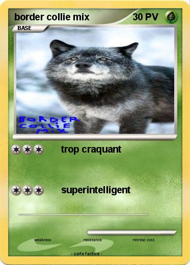 Pokemon border collie mix