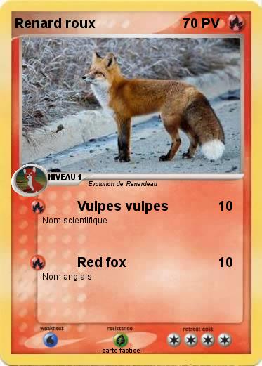 Pokemon Renard roux